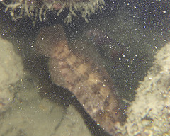 Hypopterus macropterus