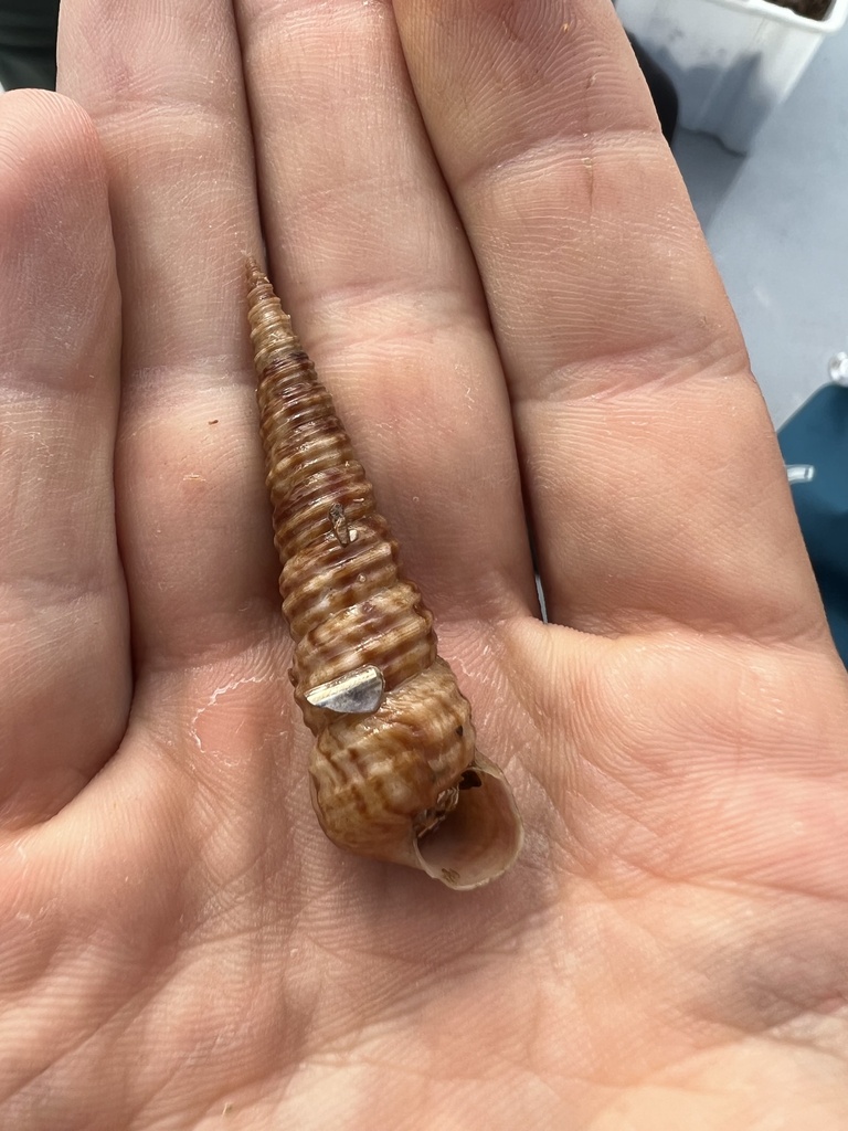 Turritella turbona