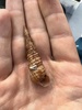 Turritella turbona - Photo (c) Linus Brinker, some rights reserved (CC BY-NC), uploaded by Linus Brinker
