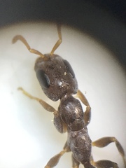 Pseudomyrmex cubaensis