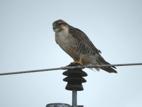 Saker Falcon