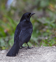 Ptiloxena atroviolacea