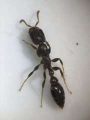 Pseudomyrmex cubaensis