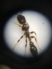Pseudomyrmex cubaensis