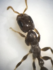 Pseudomyrmex cubaensis
