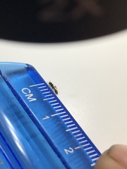 Pseudomyrmex cubaensis