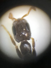 Pseudomyrmex cubaensis