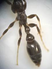 Pseudomyrmex cubaensis