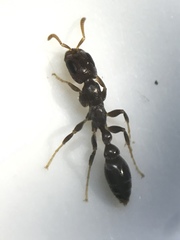 Pseudomyrmex cubaensis