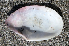Rexithaerus indentata