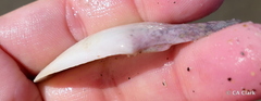 Rexithaerus indentata