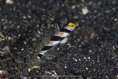 Stonogobiops nematodes