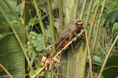 Plecturocebus ornatus