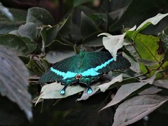 Papilio crino
