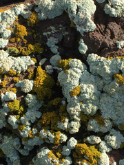 Protoparmeliopsis pinguis