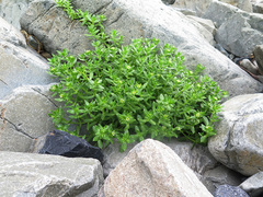 Honckenya peploides major