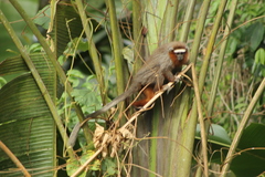 Plecturocebus ornatus