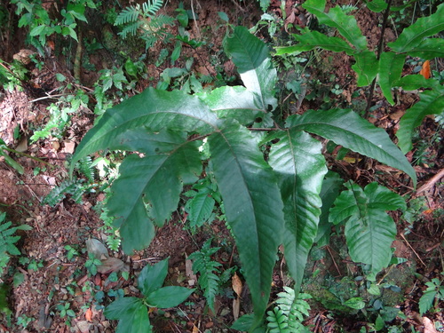 Tectaria simonsii (Tectaria simonsii)