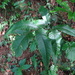 Tectaria simonsii - Photo (c) 呂一起(Lu i-chi), some rights reserved (CC BY), uploaded by 呂一起(Lu i-chi)