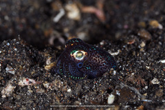 Euprymna