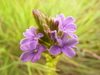False Verbena - Photo (c) Christopher Wolfgang Wahlberg, some rights reserved (CC BY-NC-ND)