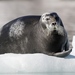 Bearded Seals - Photo (c) noahgaines, some rights reserved (CC BY-NC), uploaded by noahgaines