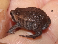 Breviceps montanus