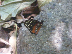 Heliconius hecale zuleika