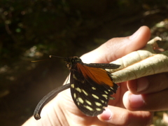 Heliconius hecale zuleika