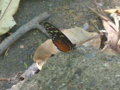 Heliconius hecale zuleika