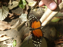 Heliconius hecale zuleika