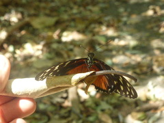 Heliconius hecale zuleika