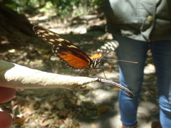 Heliconius hecale zuleika