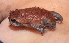 Breviceps montanus