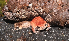 Breviceps montanus