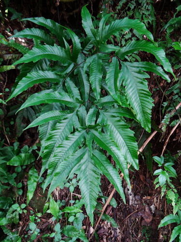 Tectaria simonsii (Tectaria simonsii)