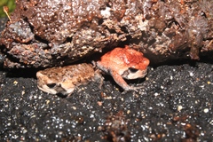 Breviceps montanus