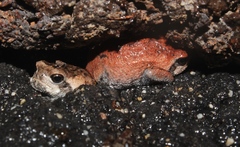 Breviceps montanus