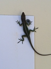 Anolis carolinensis