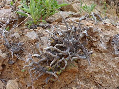 Tylecodon buchholzianus