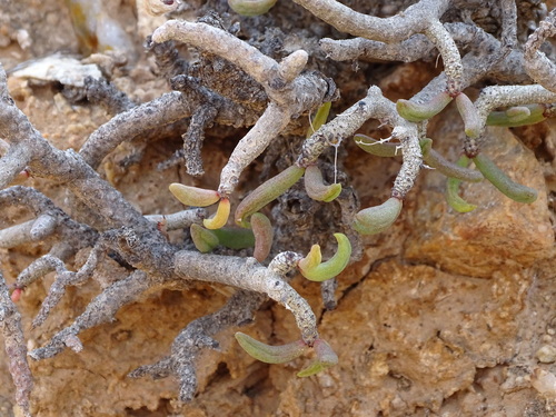 Tylecodon buchholzianus