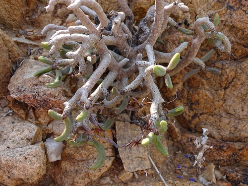 Tylecodon buchholzianus