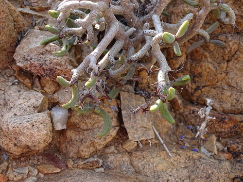 Tylecodon buchholzianus