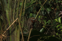 Plecturocebus ornatus