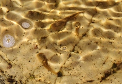 Heleophryne purcelli