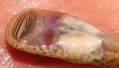 Heleophryne purcelli