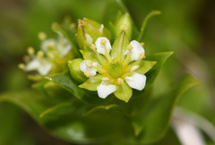 Honckenya peploides major