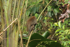 Plecturocebus ornatus