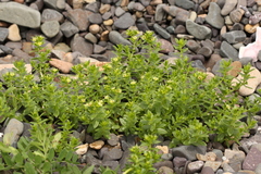 Honckenya peploides major