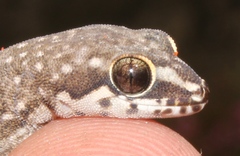 Pachydactylus geitje